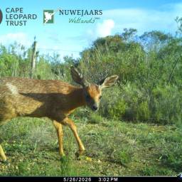 Cape grysbok
